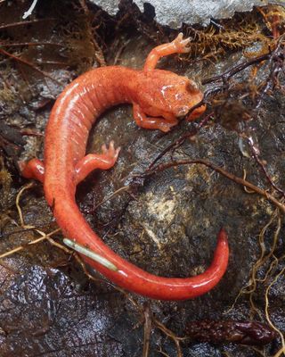 Van Dykes Salamander