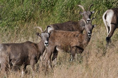 Bighorn Sheep