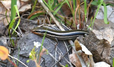 Western Skink