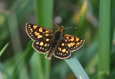 Arctic Skipper: Carterocephalus skada