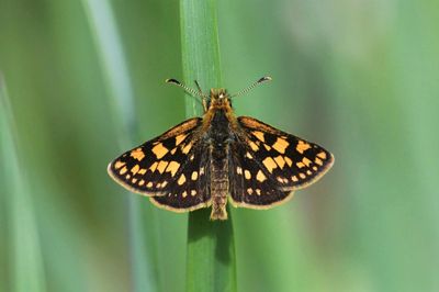 Arctic Skipper: Carterocephalus skada