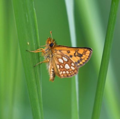 Arctic Skipper: Carterocephalus skada
