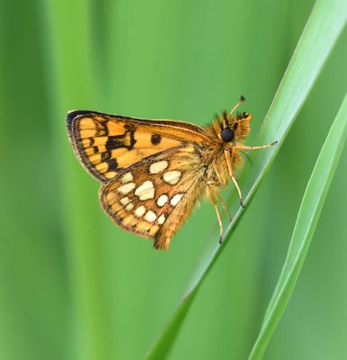 Arctic Skipper: Carterocephalus skada