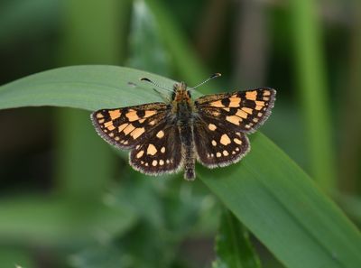 Arctic Skipper: Carterocephalus skada