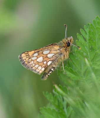 Arctic Skipper: Carterocephalus skada