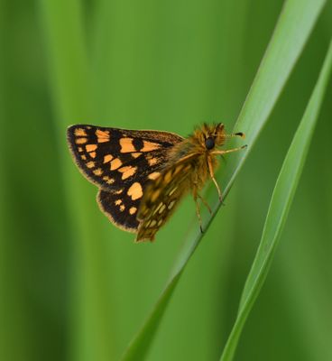 Arctic Skipper: Carterocephalus skada