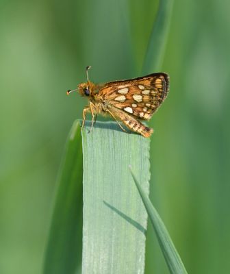 Arctic Skipper: Carterocephalus skada