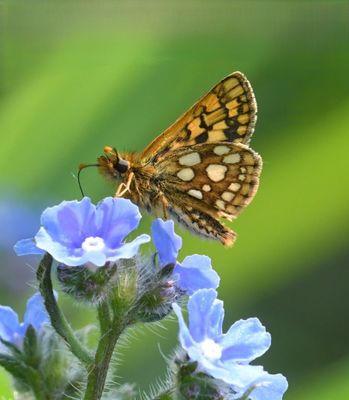 Arctic Skipper: Carterocephalus skada