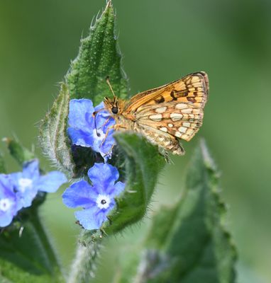 Arctic Skipper: Carterocephalus skada