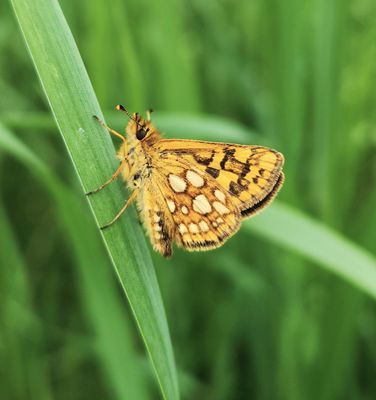 Arctic Skipper: Carterocephalus skada