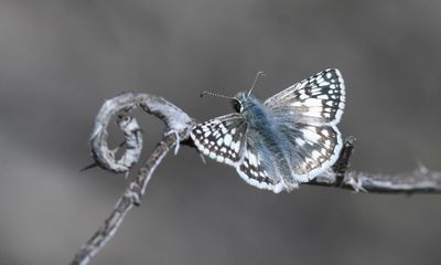 Common Checkered Skipper: Burnsius communis