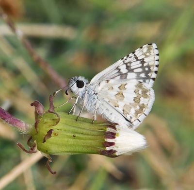 Common Checkered Skipper: Burnsius communis