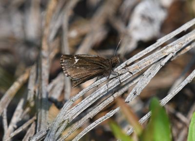 Common Roadside Skipper: Amblyscirtes vialis