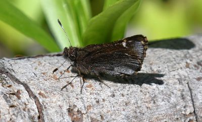 Common Roadside Skipper: Amblyscirtes vialis