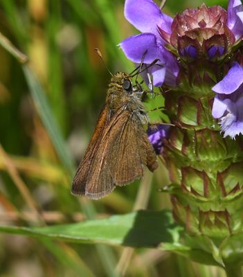 Dun Skipper: Euphyes vestris