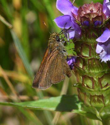 Dun Skipper: Euphyes vestris