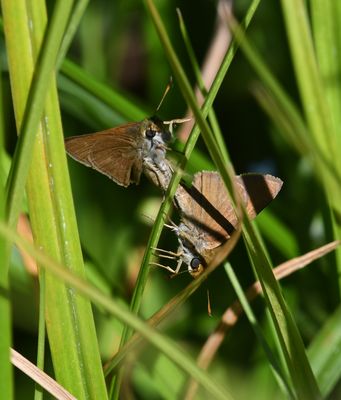 Dun Skipper: Euphyes vestris