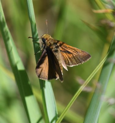 Dun Skipper: Euphyes vestris