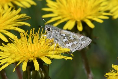 Juba Skipper: Hesperia juba