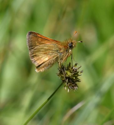 Mardon Skipper: Polites mardon