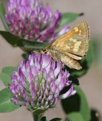 Mardon Skipper: Polites mardon