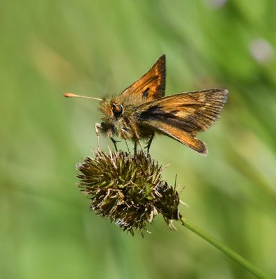 Mardon Skipper: Polites mardon