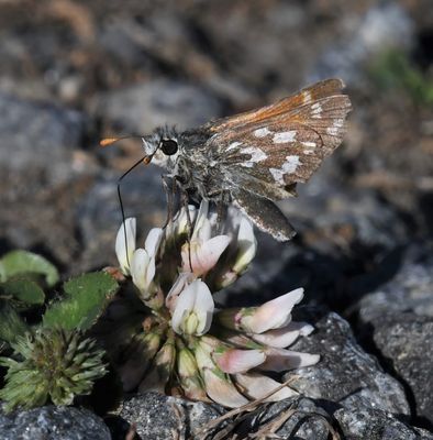 Nevada Skipper: Hesperia nevada