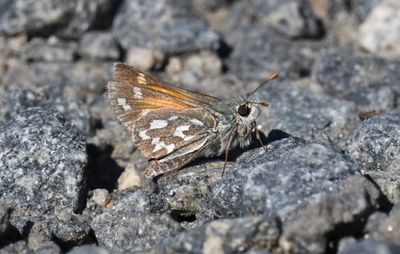 Nevada Skipper: Hesperia nevada