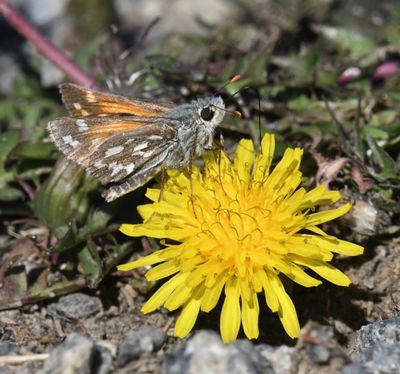 Nevada Skipper: Hesperia nevada