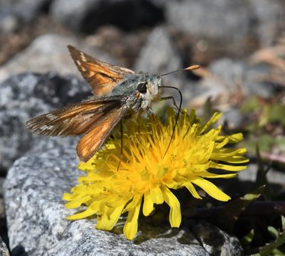 Nevada Skipper: Hesperia nevada