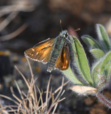 Nevada Skipper: Hesperia nevada