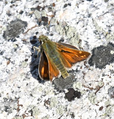 Nevada Skipper: Hesperia nevada