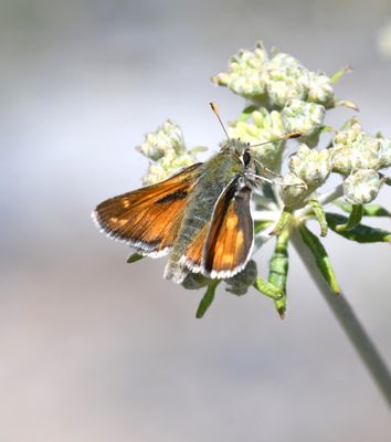 Nevada Skipper: Hesperia nevada