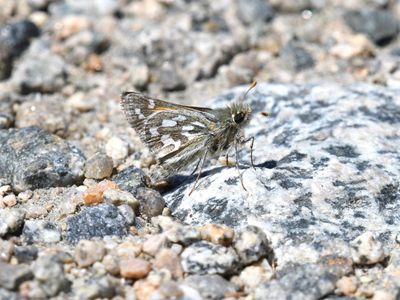 Nevada Skipper: Hesperia nevada