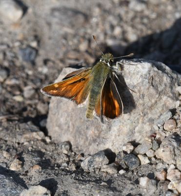 Nevada Skipper: Hesperia nevada