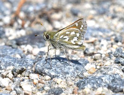 Nevada Skipper: Hesperia nevada