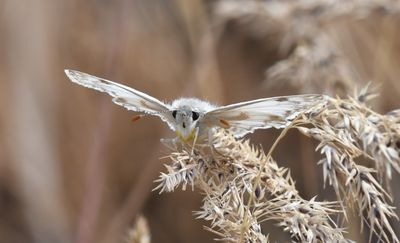 Northern White Skipper: Heliopetes ericetorum