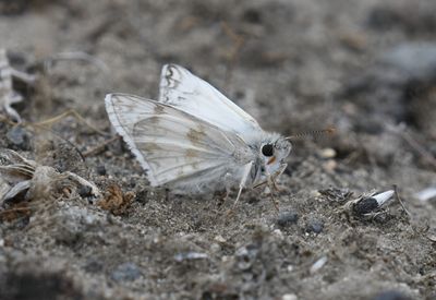 Northern White Skipper: Heliopetes ericetorum
