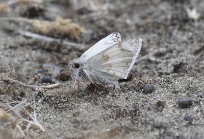 Northern White Skipper: Heliopetes ericetorum