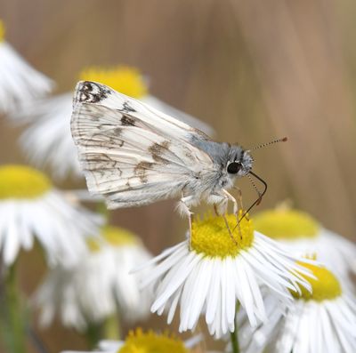 Northern White Skipper: Heliopetes ericetorum