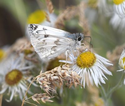 Northern White Skipper: Heliopetes ericetorum