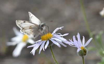 Northern White Skipper: Heliopetes ericetorum