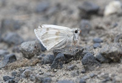 Northern White Skipper: Heliopetes ericetorum