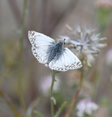 Northern White Skipper: Heliopetes ericetorum