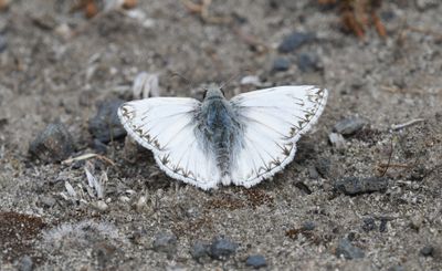 Northern White Skipper: Heliopetes ericetorum