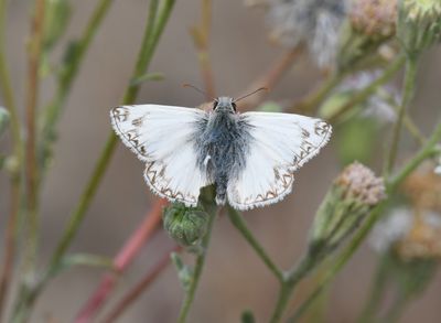 Northern White Skipper: Heliopetes ericetorum