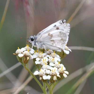 Northern White Skipper: Heliopetes ericetorum