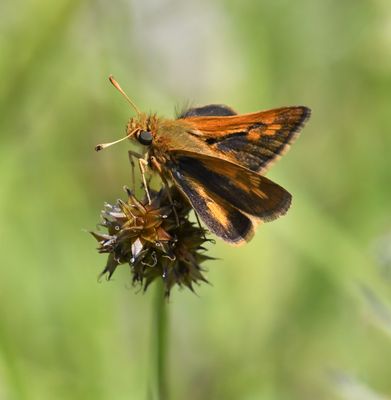 Peck's Skipper: Polites peckius