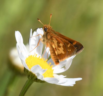 Peck's Skipper: Polites peckius