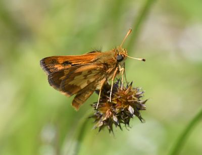 Peck's Skipper: Polites peckius